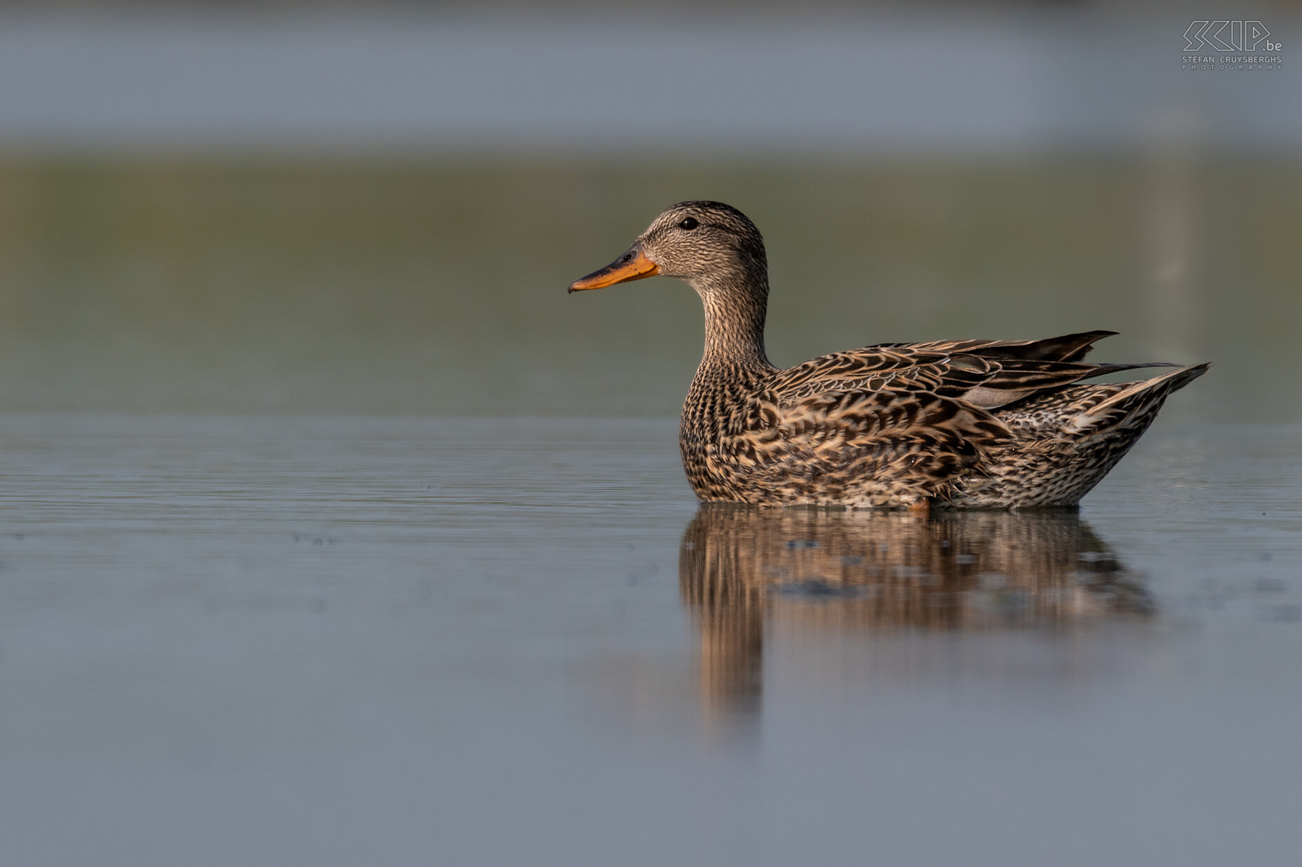 Water birds - Gadwall Gadwall / Anas strepera Stefan Cruysberghs